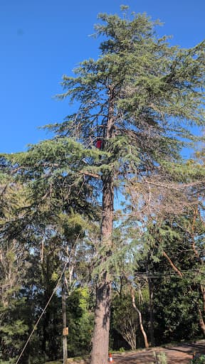 Tree Loppers Sydney-TLS — Customer photo