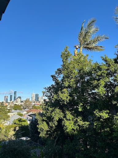 Brisbane Treeworx — Customer photo