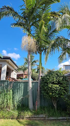Tree Loppers Sydney-TLS — Customer photo