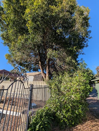 Final Cut Tree Solutions — Customer photo