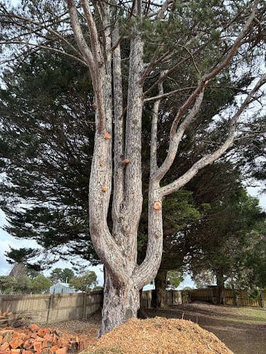 Adams Tree Services — Customer photo