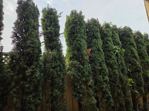 Direct Tree Services — Customer photo
