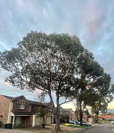 Southern Tree Care — Customer photo