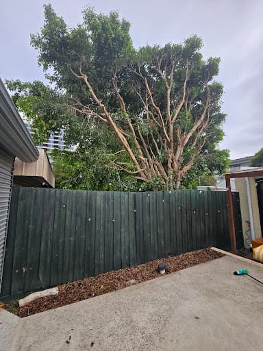The Higher Climber Tree Services — Customer photo