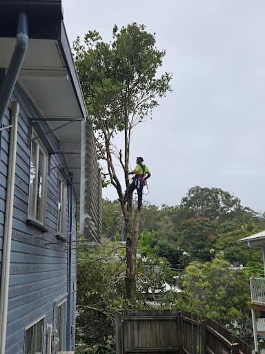 Cheaper Than All The Rest Tree Lopping — Customer photo