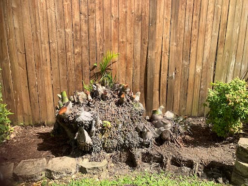 ASAP Stump Grinding — Customer photo