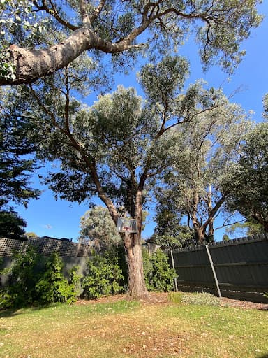 Banyan Tree Care — Customer photo
