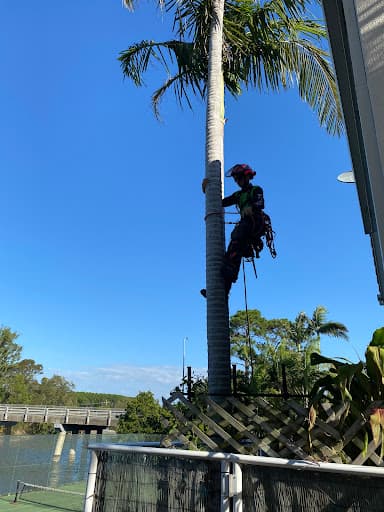 Tree Essence | Gold Coast Arborists — Customer photo