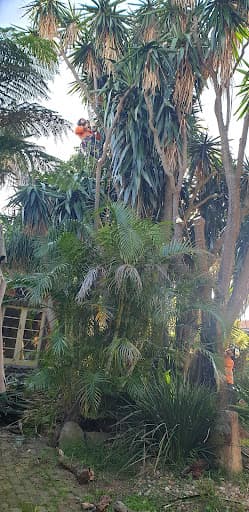 Plateau Trees | Tree Removal Sydney — Customer photo