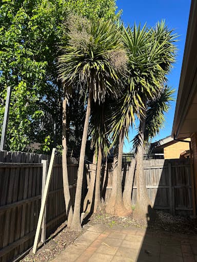 Affordable Tree Loppers South East Melbourne — Customer photo