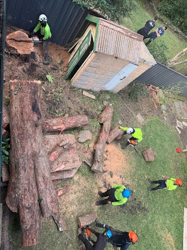Aus Arbor Tree Services Sydney — Customer photo