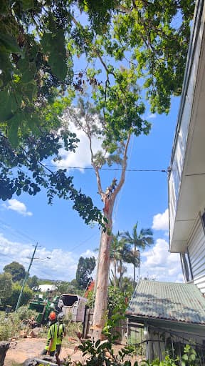 Brisbane Treeworx — Customer photo