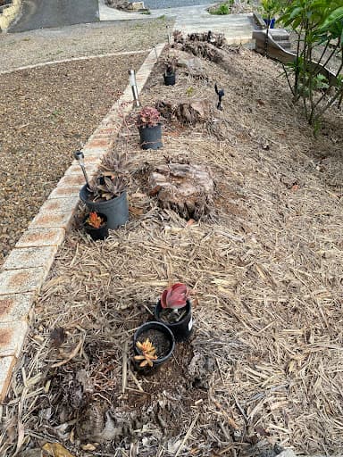 Speedy Stump Grinding — Customer photo