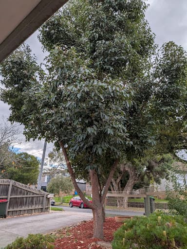 Victorian Tree Specialists — Customer photo