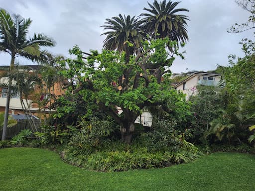 Plateau Trees | Tree Removal Sydney — Customer photo