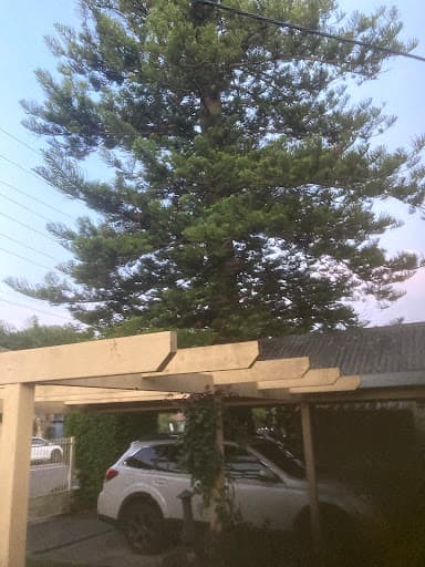 Agility Professional Tree Service — Customer photo