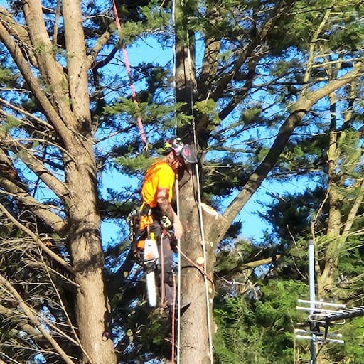 Mystic Tree Services — Customer photo