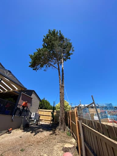 Dan & Rob Tree Specialists — Customer photo