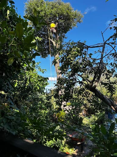 O'Briens Tree Services Canberra — Customer photo
