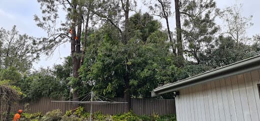 Agility Professional Tree Service — Customer photo