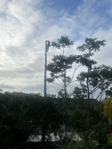 Greenish Tree Care — Customer photo