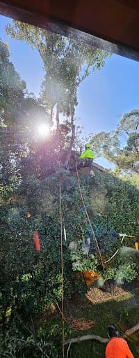 AA Tree Services Sydney — Customer photo