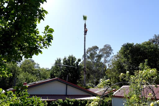 The Adelaide Tree Surgery — Customer photo