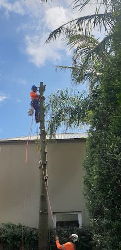 Plateau Trees | Tree Removal Sydney — Customer photo