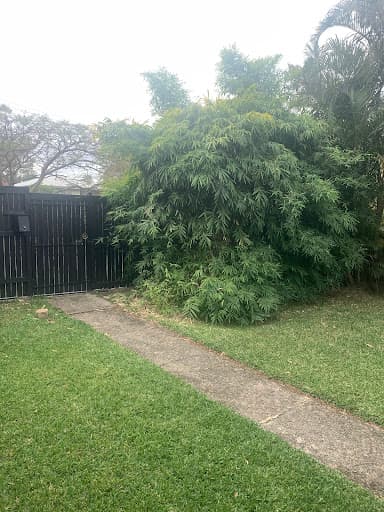 Northside Stump Grinding — Customer photo