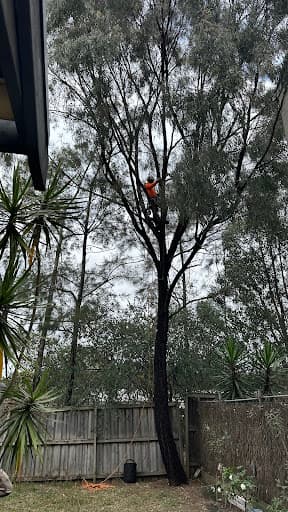 AA Tree Services Sydney — Customer photo