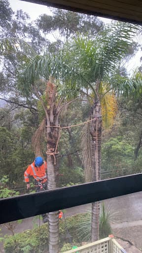 Plateau Trees | Tree Removal Sydney — Customer photo