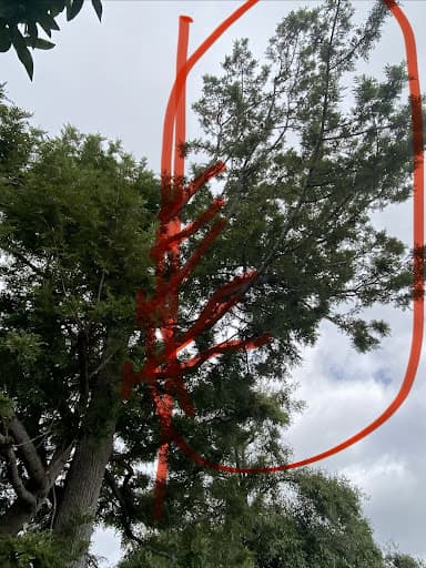 Victorian Tree Specialists — Customer photo