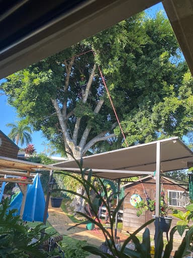 Tree Essence | Gold Coast Arborists — Customer photo