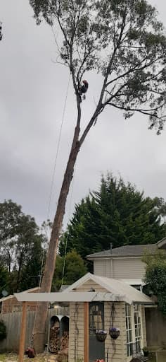 Max Tree Services — Customer photo