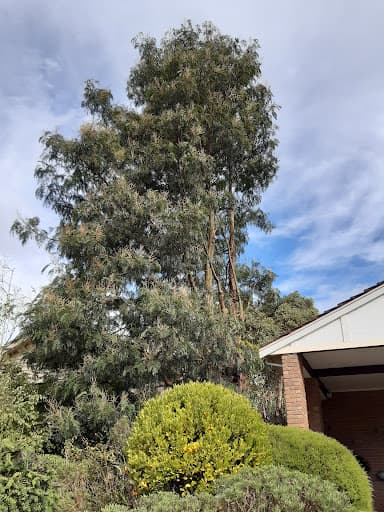 Victory Tree Care — Customer photo
