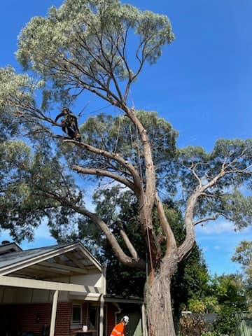 Embark Tree Services — Customer photo