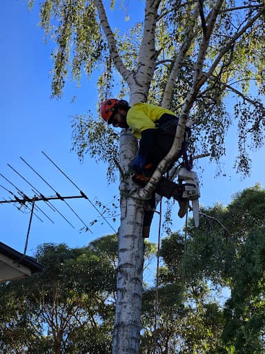 Banyan Tree Care — Customer photo