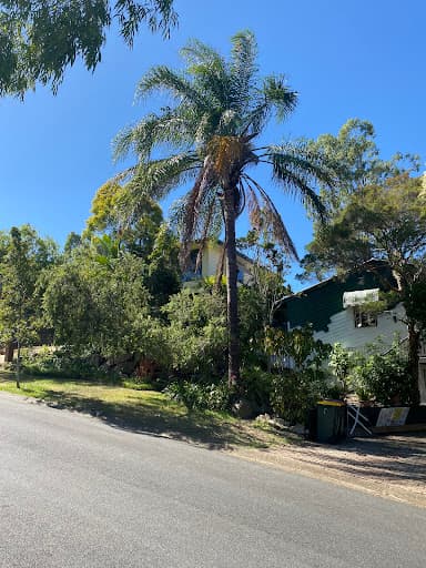 Budget Tree Removal — Customer photo