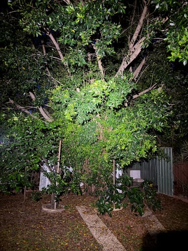 Townsville Stump Tree Surgeons — Customer photo