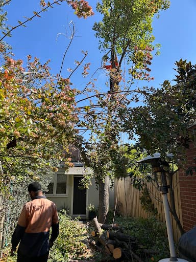 Same Day Tree Works — Customer photo