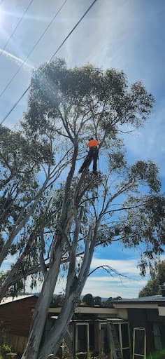 The Green Barber Tree Service — Customer photo