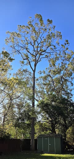 Treepeeps — Customer photo