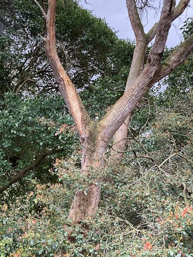 Redback Tree Services — Customer photo