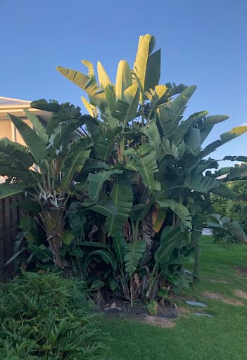 Arborist Tree Techs — Customer photo