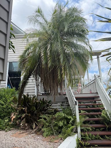 Hinterland Tree and Stump Removal Sunshine Coast — Customer photo