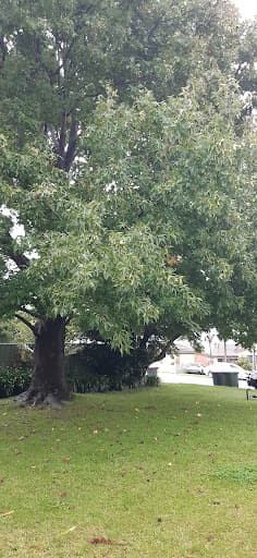 Agility Professional Tree Service — Customer photo