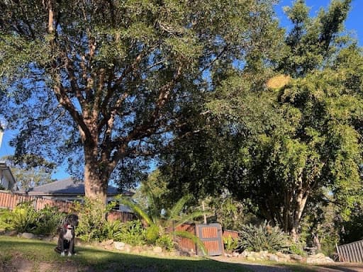 Touchwood Tree Services — Customer photo