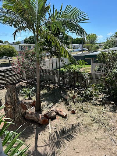 Oasis Trees NQ — Customer photo