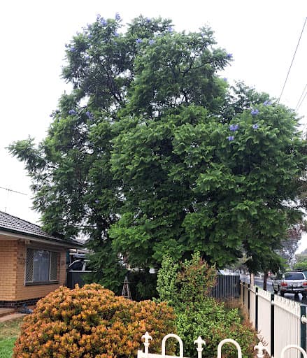 Austral Tree Services Pty Ltd (Depots in SA & VIC areas) — Customer photo