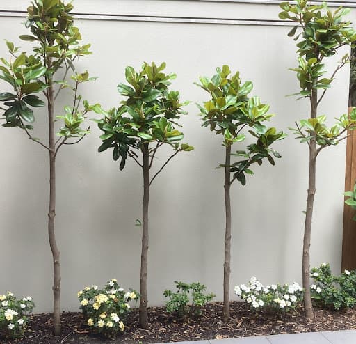 ArborCraft Tree Services — Customer photo